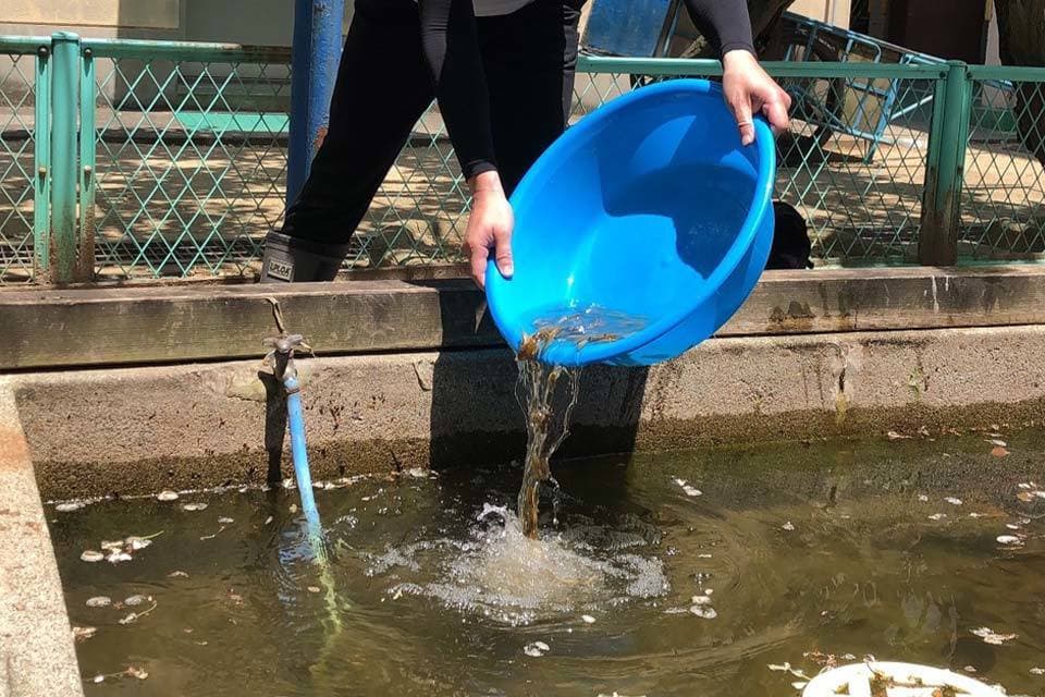 かんさつ池にヤゴ放流